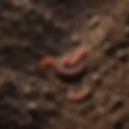 Close-up of rich worm castings in soil