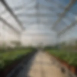 A greenhouse showcasing white polywall plastic panels