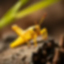 Exploring the Viability of Edible Grasshoppers for Human Consumption Introduction