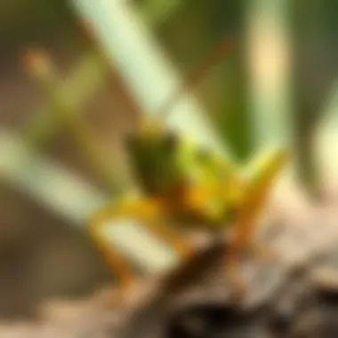 Notable Exploring the Viability of Edible Grasshoppers for Human Consumption Notable Exploring the Viability of Edible Grasshoppers for Human Consumption