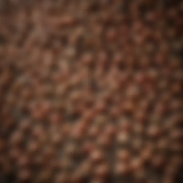 A close-up of organic seeds available for sustainable farming.