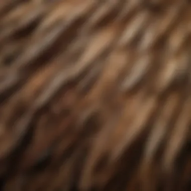 Close-up of Silkie chicken feathers showcasing their unique texture