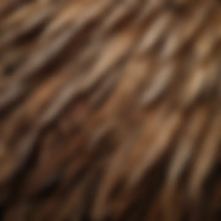 Close-up of Silkie chicken feathers showcasing their unique texture