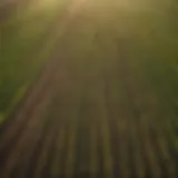 Aerial view of diverse crops in sustainable farming