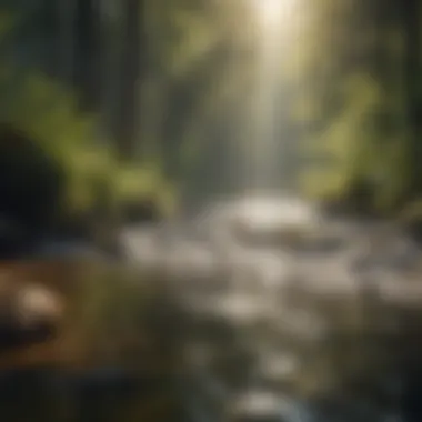Clear water flowing through a forested area