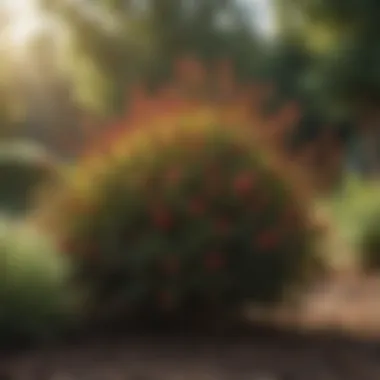 Vibrant and Thriving Bushes After Fungicide Use Healthy bush plants thriving