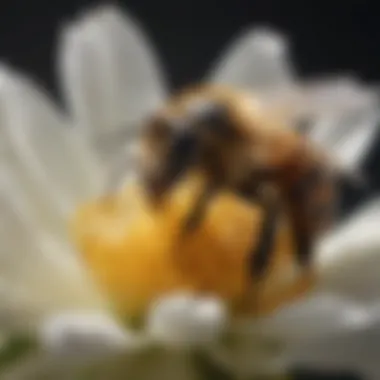 The Crucial Role of Bees in Biodiversity A close-up of a bee on a blossoming flower, illustrating biodiversity