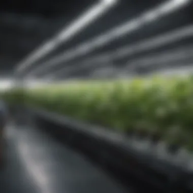 Infographic detailing energy efficiency in lighting for hydroponics