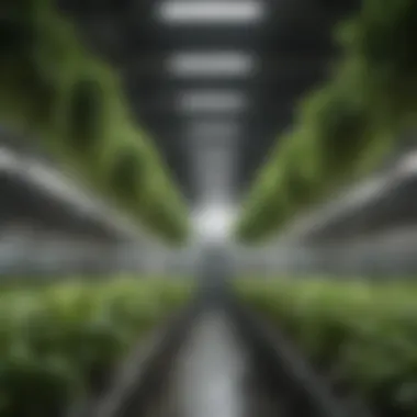 Healthy plants thriving in a hydroponic setup