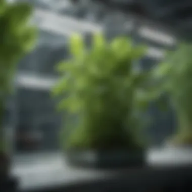 Advanced filtration techniques applied in hydroponics
