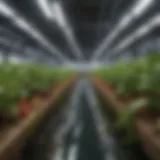 Hydroponic nutrient solution in a reservoir showing vibrant colors.