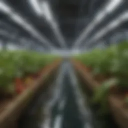 Hydroponic nutrient solution in a reservoir showing vibrant colors.