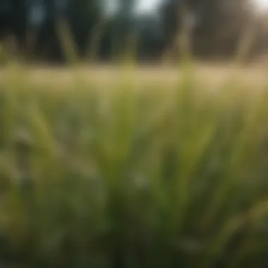 A detailed view of grass blades showing signs of discoloration and deterioration.