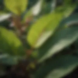 Close-up of lawn knotweed leaves showcasing distinctive features