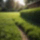 A lush green lawn ready for installation