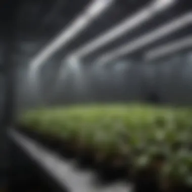 Close-up of LED lights installed in a grow tent