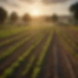 A scenic view of an agricultural landscape