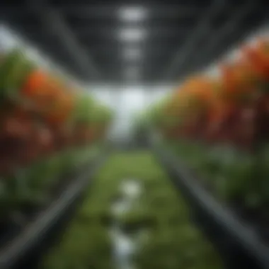 Vibrant Crops in Orca Hydroponics A vibrant display of crops grown in an Orca Hydroponics environment, highlighting their health and freshness.