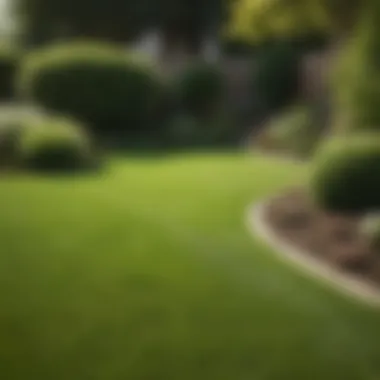 Lush Lawn After Installation Lush lawn after successful sod installation demonstrating expert care