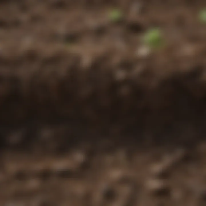 Close-up of nutrient-rich soil ideal for sod laying