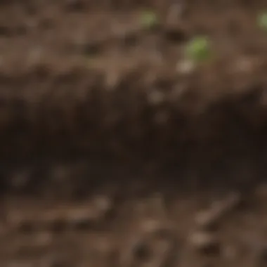 Nutrient-Rich Soil Close-up of nutrient-rich soil ideal for sod laying