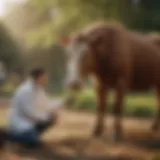 A mixed practice veterinarian examining a large animal in a rural setting
