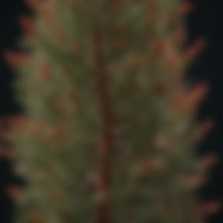 Close-up of a healthy Eastern Red Cedar, ideal for Missouri climates