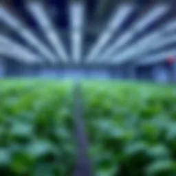 Optimal LED Lighting Solutions for Vegetable Growth Introduction