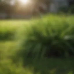 Lush St. Augustine grass in a well-maintained lawn