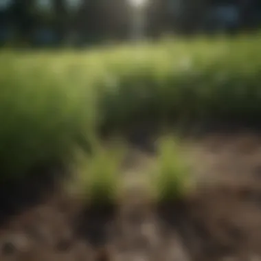 Variety of grass seed types in a clean setting