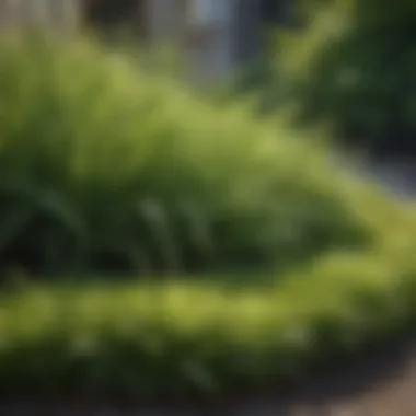 Healthy lawn with diverse grass types showcasing optimal growth