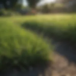 Vibrant lawn showcasing healthy grass with minimal weed presence