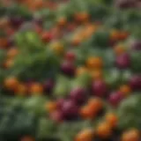 Freshly harvested vegetables ready for preservation