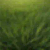 Vibrant perennial ryegrass lawn showcasing lush green blades