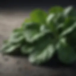 Lush green spinach leaves showcasing high magnesium content