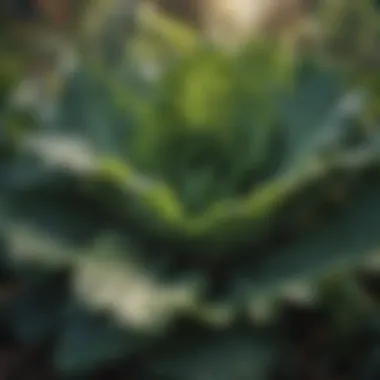 Vibrant kale plants thriving in a garden