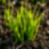 Vibrant green grass blades emerging from healthy soil