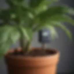 Close-up of a soil moisture sensor inserted in a potted plant
