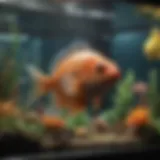 Diverse fish species in a vibrant aquarium