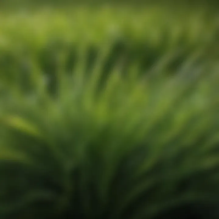 Close-up of lush real grass in a vibrant green lawn