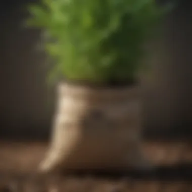Illustration depicting the roles of nitrogen, phosphorus, and potassium in plant growth.