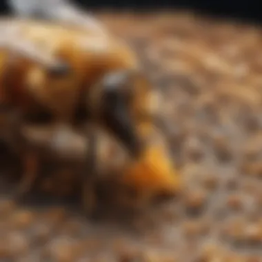 Impact of Varroa Mites on Bee Populations Graph illustrating the impact of Varroa mites on bee populations