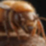 A close-up view of a Varroa mite on a bee