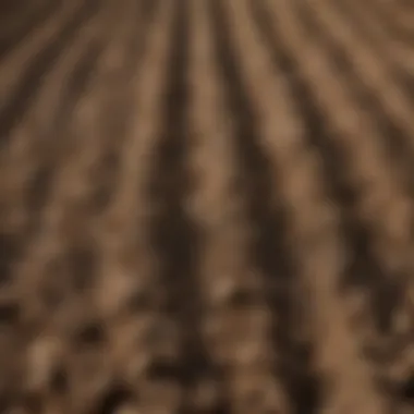 Enhanced Soil Health through Strip Tillage Close-up of soil structure after strip tilling