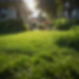 A lush St. Augustine grass lawn with vivid green color