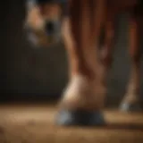 A thorough cleaning of a horse's hoof