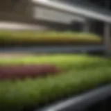 A well-organized microgreen rack showcasing diverse plant varieties.