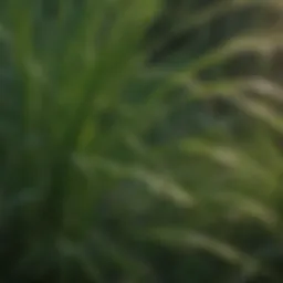 Close-up of nutsedge foliage showing distinctive characteristics