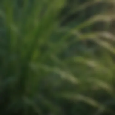 Close-up of nutsedge foliage showing distinctive characteristics
