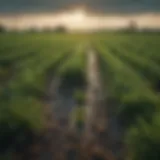 A lush green field thriving after rainfall